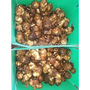 80g এবং তাজা তোর আপ